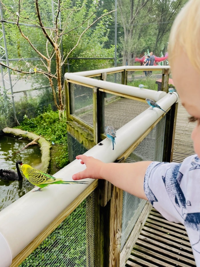 Toddler with tropical birds